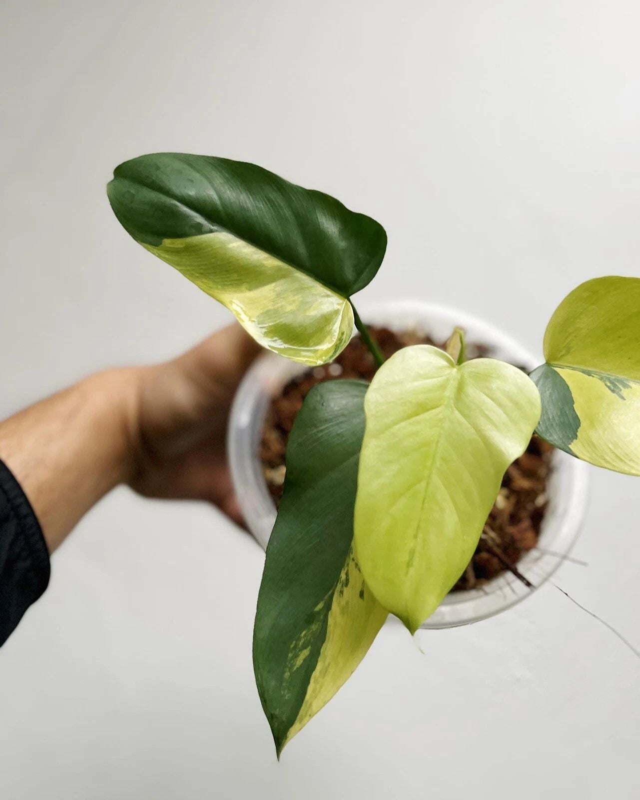 Philodendron Bipennifolium Variegated rare variegated plant