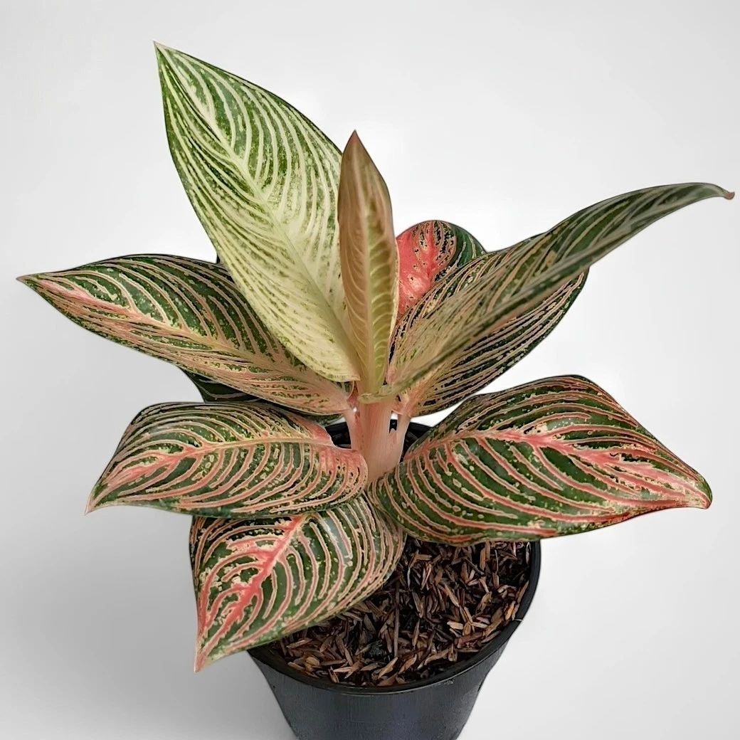 Aglaonema Golden hope unique plant tropical house
