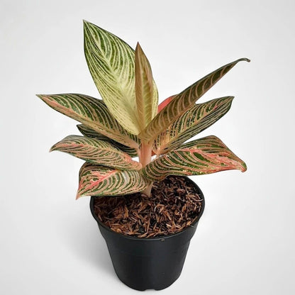 Aglaonema Golden hope unique plant tropical house