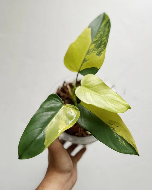 Philodendron Bipennifolium Variegated rare variegated plant