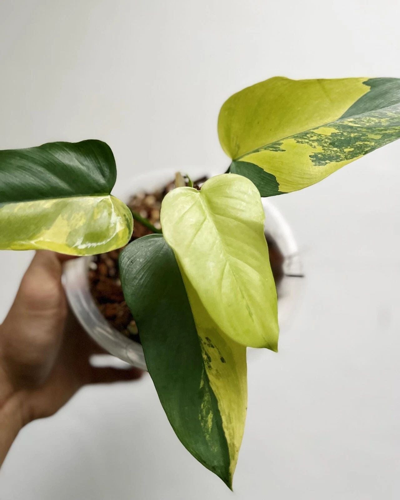 Philodendron Bipennifolium Variegated rare variegated plant