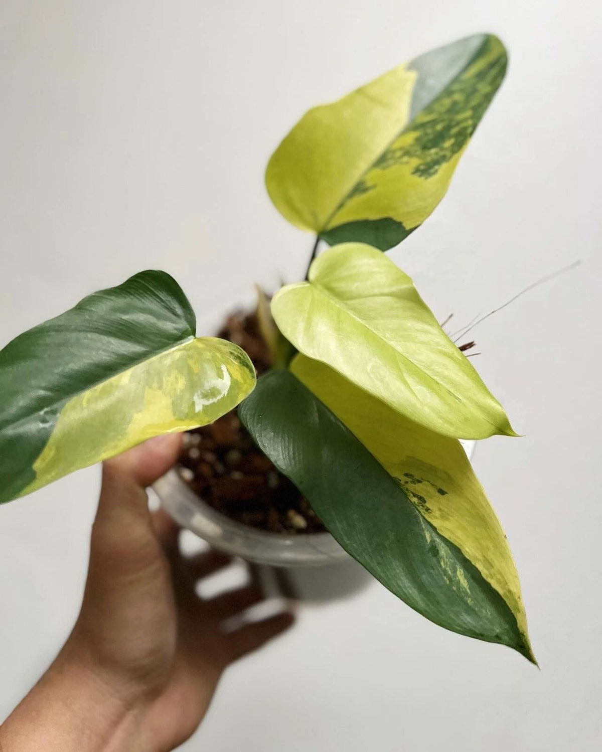 Philodendron Bipennifolium Variegated rare variegated plant