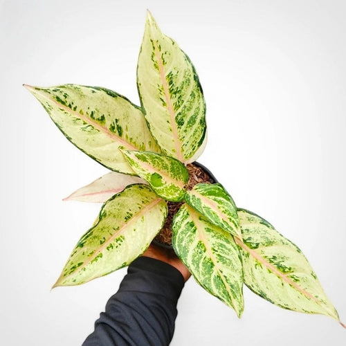 Aglaonema Cinderella unique plant tropical house