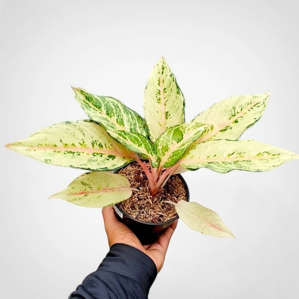 Aglaonema Cinderella unique plant tropical house