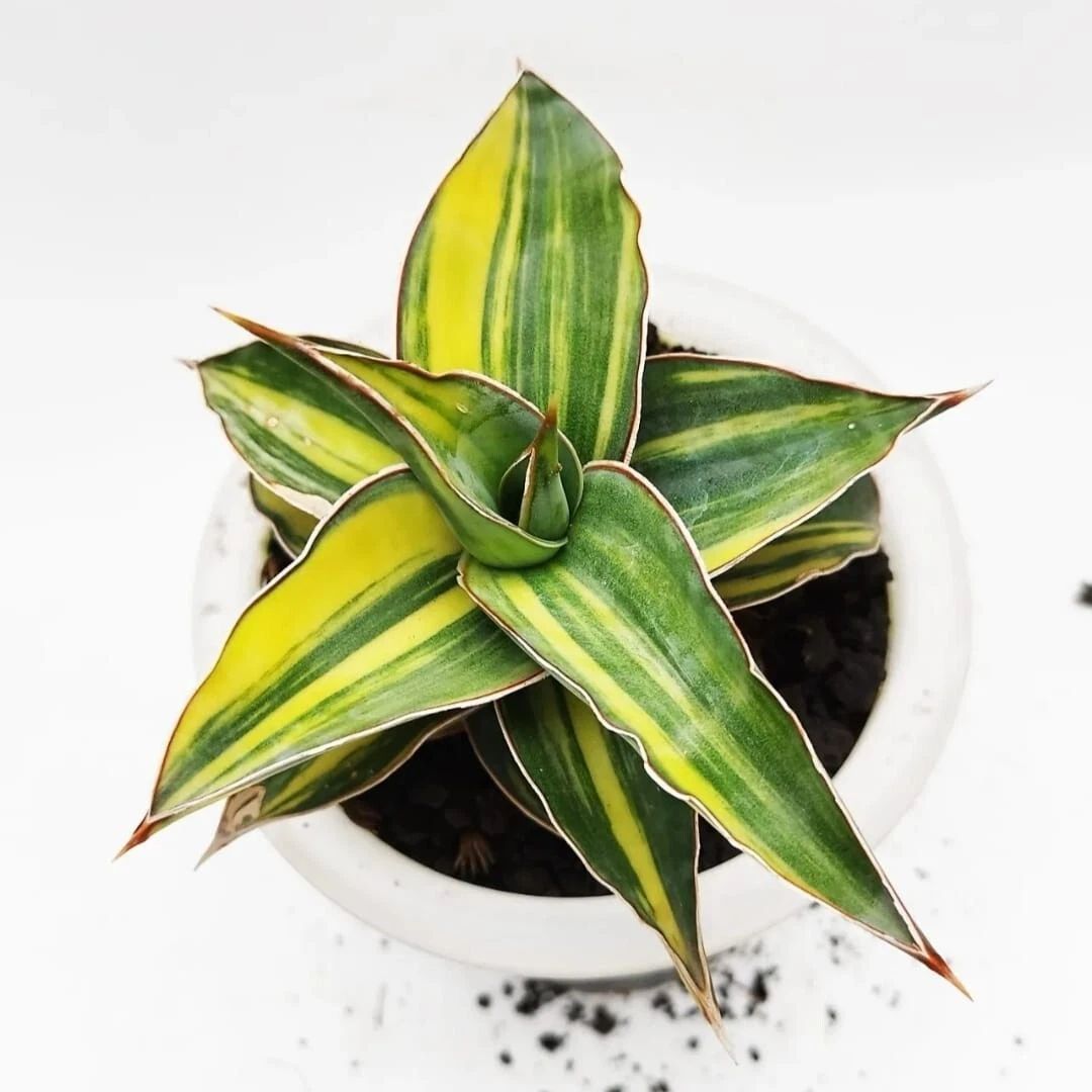 Sansevieria Kimayo Variegated rare unique snake house plant