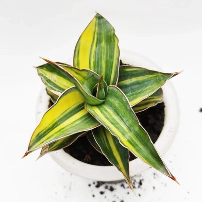 Sansevieria Kimayo Variegated rare unique snake house plant