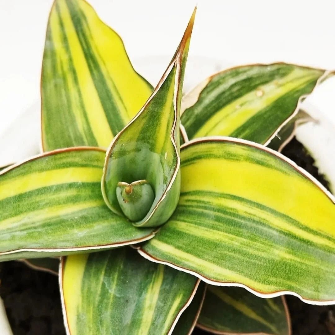 Sansevieria Kimayo Variegated rare unique snake house plant