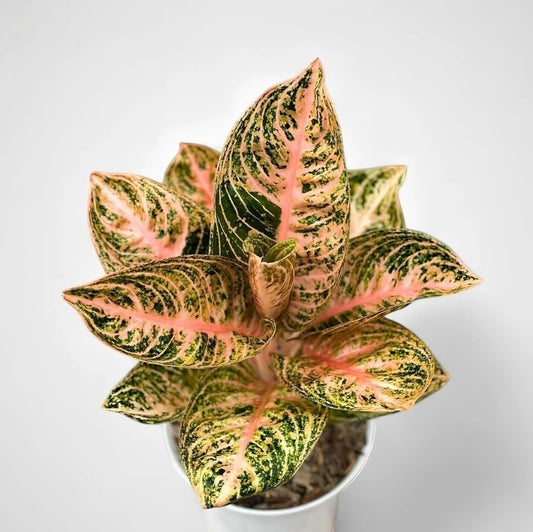 Aglaonema widuri orange unique plant tropical house
