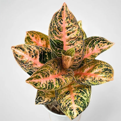 Aglaonema widuri orange unique plant tropical house