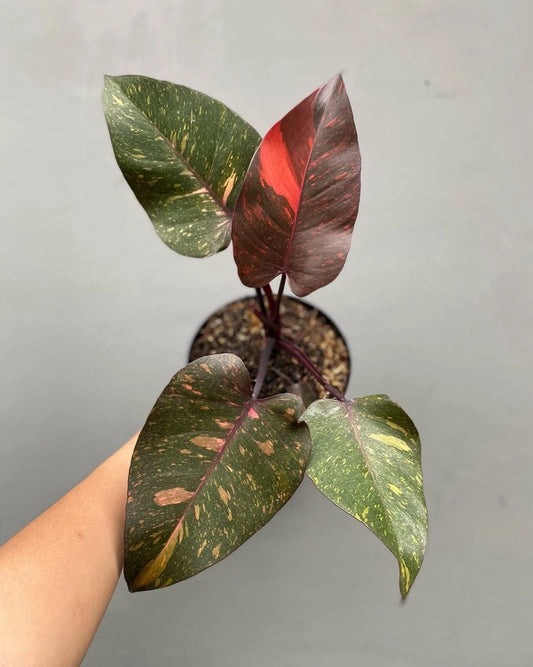 Philodendron orange princess galaxy Variegated rare variegated plant