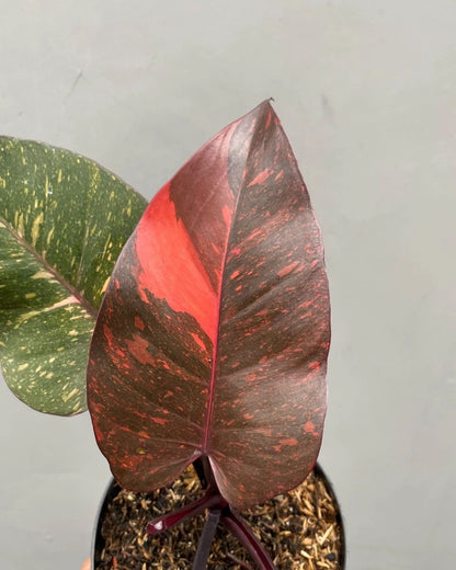 Philodendron orange princess galaxy Variegated rare variegated plant