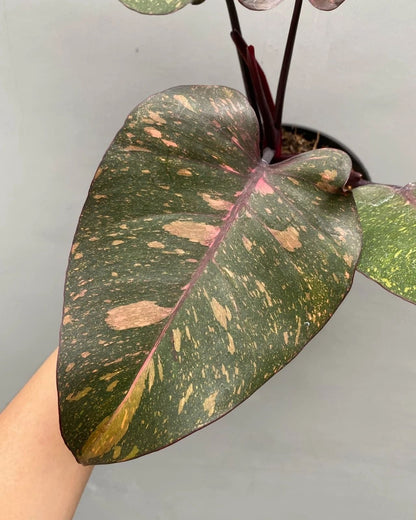 Philodendron orange princess galaxy Variegated rare variegated plant