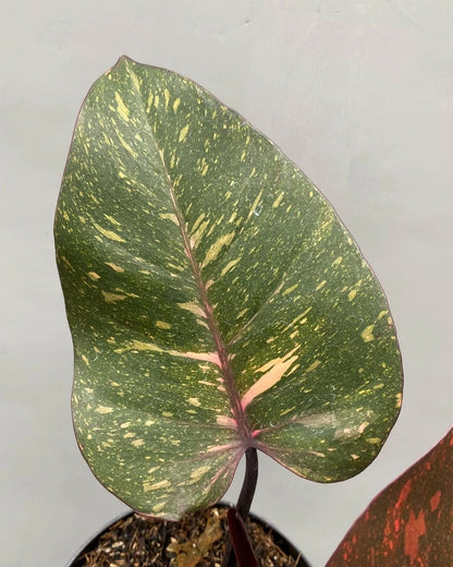 Philodendron orange princess galaxy Variegated rare variegated plant