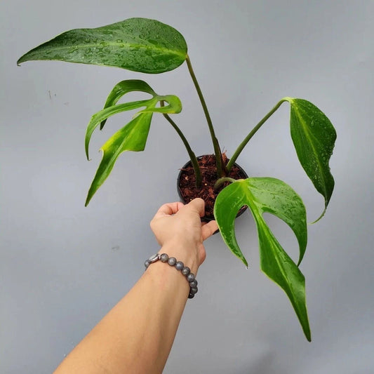Monstera Burle marx Flame rare aroid tropical house plant