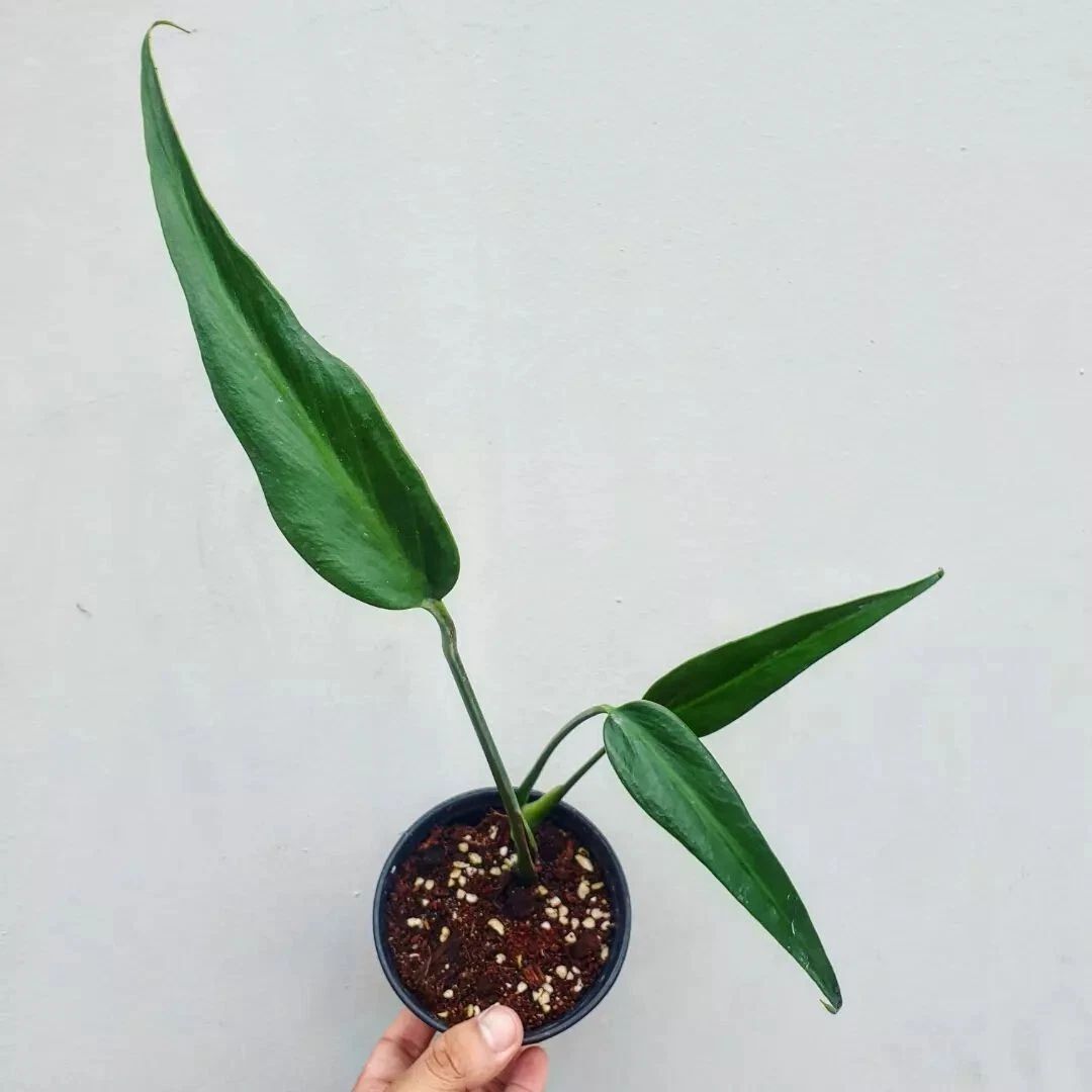 Monstera Burle marx Flame rare aroid tropical house plant